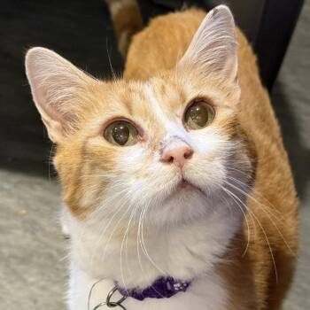 Neytiri -  Domestic Short Hair Cat for Adoption in Tucson, Arizona - Neytiri | PetCurious