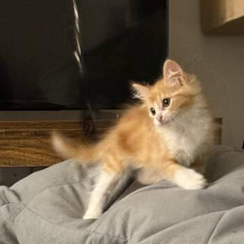 Goldie -  Domestic Short Hair Cat for Adoption in Houston, Texas - Goldie | PetCurious