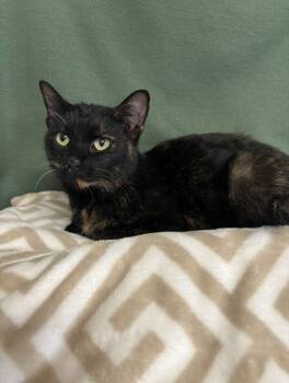 Rescue Domestic Short Hair Cats for Adoption in Wabash, Indiana - Mya | PetCurious