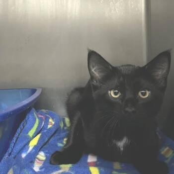 Snuggles -  Domestic Short Hair Cat for Adoption in Idaho Falls, Idaho - Snuggles | PetCurious