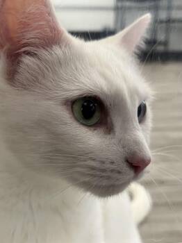 Turkish Angora Cats Available for Adoption in Morganton, North Carolina - Elsa | PetCurious