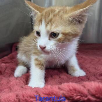 Tarantula -  Domestic Short Hair Cat for Adoption in Windsor, Virginia - Tarantula | PetCurious