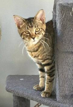 Vandy -  Domestic Short Hair Cat for Adoption in Nashville, Tennessee - Vandy | PetCurious