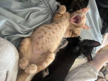 Mark -  Tabby Cat for Adoption in Wheeling, Illinois - Mark | PetCurious