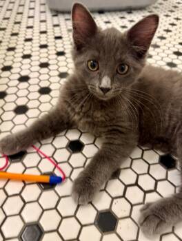 Poe -  Domestic Short Hair and Russian Blue Cat for Adoption in Frisco, Texas - Poe | PetCurious