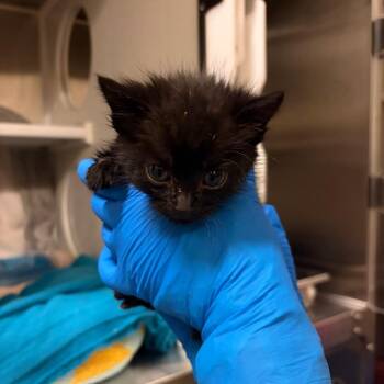 Forrest -  Domestic Short Hair Cat for Adoption in Council Bluffs, Iowa - Forrest | PetCurious