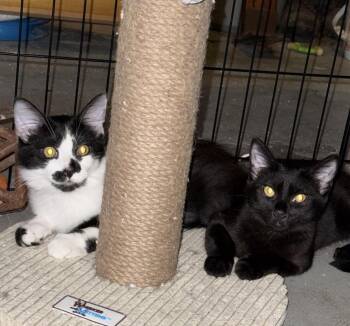 Nalia Jupiter (bonded w/ Chandler Moon) -  Domestic Short Hair Cat for Adoption in San Jose, California - Nalia Jupiter (bonded W/ Chandler Moon) | PetCurious