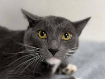 Domestic Short Hair Cats Available for Adoption in Portland, Oregon - Slide | PetCurious