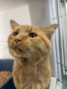 Mufasa 1116-26 -  Domestic Medium Hair and Domestic Short Hair Cat for Adoption in Cumming, Georgia - Mufasa 1116-26 | PetCurious