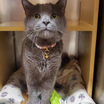 Cuddles -  Domestic Short Hair Cat for Adoption in Muncie, Indiana - Cuddles | PetCurious