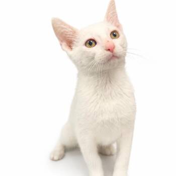 Forlan -  Domestic Short Hair Cat for Adoption in Kanab, Utah - Forlan | PetCurious