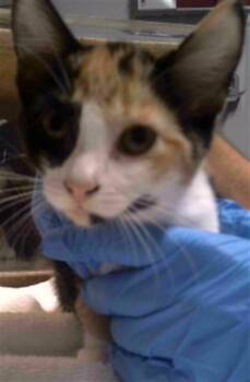 FAMINE -  Domestic Short Hair Cat for Adoption in Tallahassee, Florida - FAMINE | PetCurious