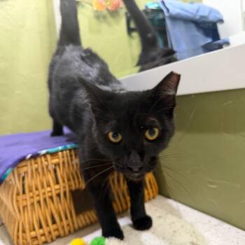 Bumper -  Domestic Short Hair Cat Available for Adoption in Lewisville, Texas - Bumper | PetCurious