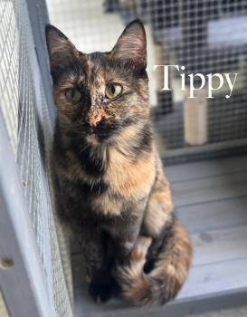 Squeaky/Tippy -  Domestic Short Hair Cat for Adoption in Cincinnati, Ohio - Squeaky/Tippy | PetCurious