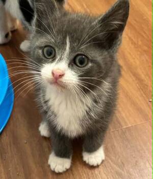 Alvie -  Domestic Medium Hair Cat Available for Adoption in Candler, North Carolina - Alvie | PetCurious