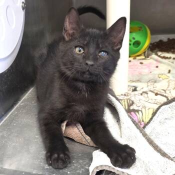 Domestic Short Hair Cats Available for Adoption in Fort Wayne, Indiana - Onyx | PetCurious