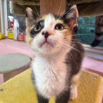 Foxy C11820 -  Domestic Short Hair Cat for Adoption - Foxy C11820 | PetCurious