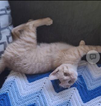 Hobbes -  Domestic Short Hair Cat for Adoption in Walled Lake, Michigan - Hobbes | PetCurious