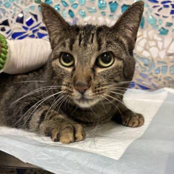 Domestic Short Hair Cats Available for Adoption in Pensacola, Florida - BROWNIE | PetCurious
