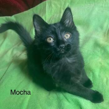 Mocha -  Domestic Medium Hair Cat for Adoption in Wyandotte, Michigan - Mocha | PetCurious