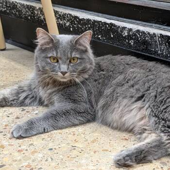 Domestic Medium Hair Cats Available for Adoption in Plainfield, Illinois - Banjo | PetCurious