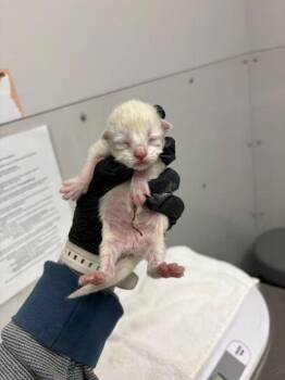 Domestic Short Hair Cats Available for Adoption in Sevierville, Tennessee - Marion | PetCurious