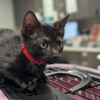 Kona -  Domestic Short Hair Cat for Adoption in Tampa, Florida - Kona | PetCurious