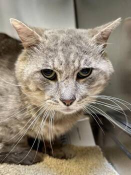Rascal -  Domestic Short Hair Cat for Adoption in Wichita, Kansas - Rascal | PetCurious