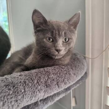 Chimera 2321 -  Domestic Short Hair Cat for Adoption in Kansas City, Missouri - Chimera 2321 | PetCurious