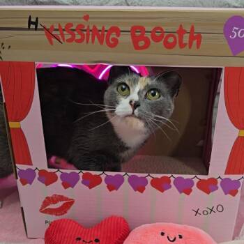 Domestic Short Hair Cats Available for Adoption - Amelia Earhart | PetCurious