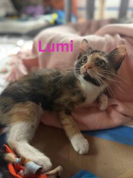 Lumi -  Calico Cat for Adoption in Blaine, Minnesota - Lumi | PetCurious