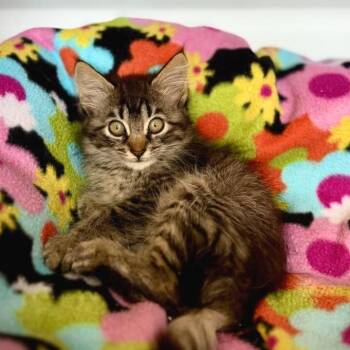 Athena 2 -  Domestic Medium Hair Cat for Adoption in Cumming, Georgia - Athena 2 | PetCurious