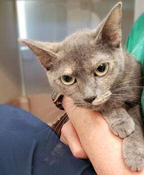 Domestic Short Hair Cats Available for Adoption - Zora | PetCurious