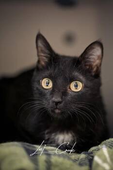 Ivy -  Domestic Short Hair Cat for Adoption in Kalispell, Montana - Ivy | PetCurious