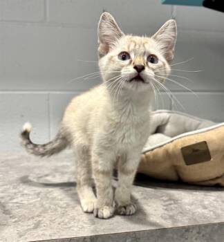 ANGEL SOFT -  Siamese Cat for Adoption in Kalamazoo, Michigan - ANGEL SOFT | PetCurious