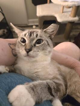Meranda -  Siamese Cat for Adoption in Walled Lake, Michigan - Meranda | PetCurious