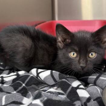Helios -  Domestic Short Hair Cat for Adoption in Chariton, Iowa - Helios | PetCurious