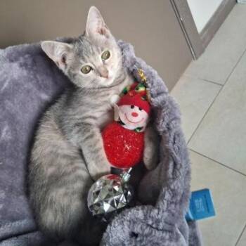 Rescue Domestic Short Hair Cats for Adoption in Liverpool, Texas - Elsa | PetCurious