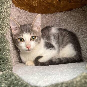 Rescue Domestic Short Hair Cats for Adoption in Stoughton, Wisconsin - Goten | PetCurious