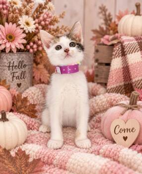 Corrie -  Turkish Van Cat for Adoption in Tavares, Florida - Corrie | PetCurious