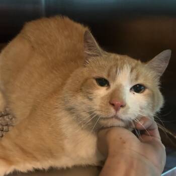 Sherwood -  Domestic Short Hair Cat for Adoption in Veneta, Oregon - Sherwood | PetCurious