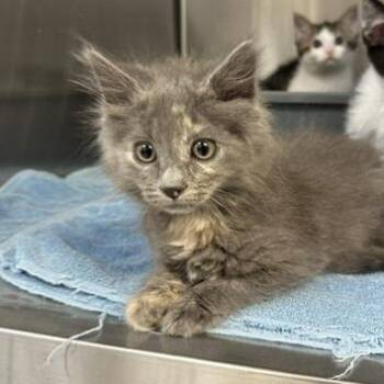 Candy Land -  Domestic Medium Hair Cat for Adoption in Indianapolis, Indiana - Candy Land | PetCurious