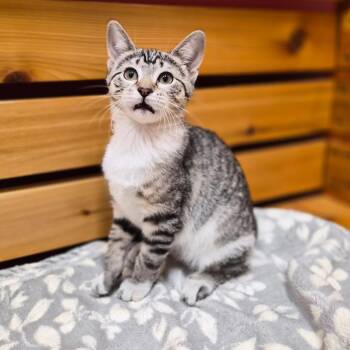 Prada -  Domestic Short Hair and Mixed Breed Cat for Adoption in Woodstock, Illinois - Prada | PetCurious