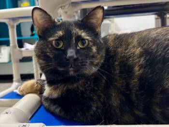 Atia -  Dilute Tortoiseshell Cat for Adoption in Powell, Ohio - Atia | PetCurious
