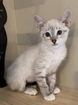 Neveah -  Domestic Short Hair Cat for Adoption in West Palm Beach, Florida - Neveah | PetCurious