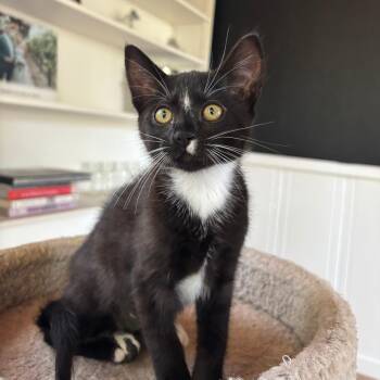 Betty -  Domestic Short Hair Cat for Adoption in Santa Rosa, California - Betty | PetCurious