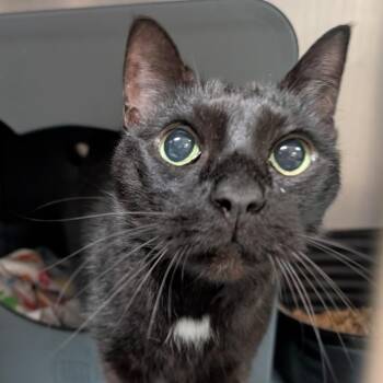 Birdie -  Domestic Short Hair Cat for Adoption in Titusville, Florida - Birdie | PetCurious