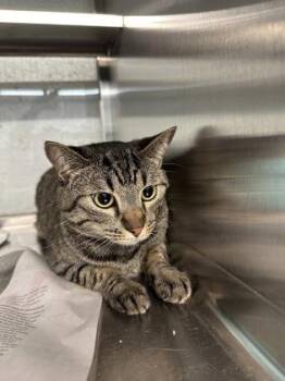 Domestic Short Hair Cats Available for Adoption - Nana | PetCurious