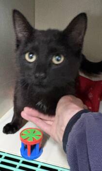 Asher -  Domestic Short Hair Cat for Adoption in Mansfield, Connecticut - Asher | PetCurious
