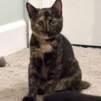 Lawless -  Domestic Short Hair Cat for Adoption in Fredericksburg, Virginia - Lawless | PetCurious